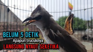 trucukan gacor tarung sambung ropel panjang ini ampuh buat pancingan trucukan agar bunyi