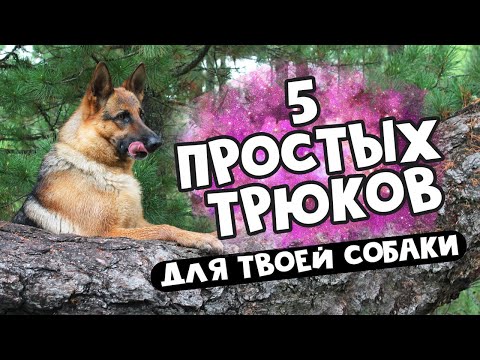 #Дрессировка: учим трюки с собакой