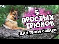 #Дрессировка: учим трюки с собакой