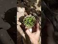 chilli seedlings #terracegardenindia #garden #gardenflowers #plants #nature