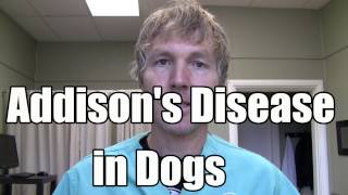 Addison' Disease in Dogs: Conventional and Holistic Treatment