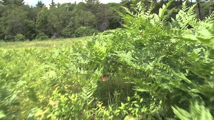 Butterfly Habitat in Massachusetts -- Elizabeth Cr...