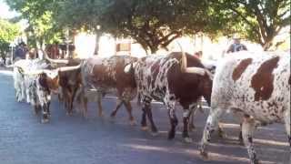 Fort Worth Stockyard  Cattle Run (2012)