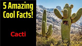 5 Fascinating Facts About Cacti