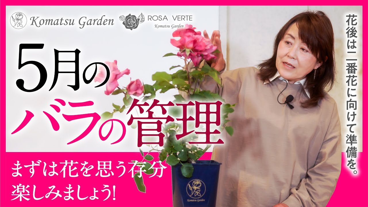 バラの基本知識】5月のバラの管理 - YouTube