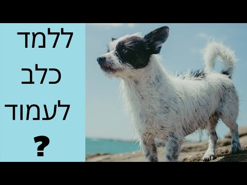 וִידֵאוֹ: כיצד ללמד תחש לפקודות