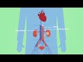 The Structure of the Excretory System - Kidneys WJEC GCSE Biology - ENGLISH