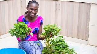 Mboga Kienyeji Managu & Terere African Village Cooking