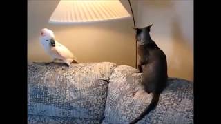 Kedi Ile Papağanın Kavgası Amerikan Dublaj