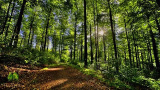 🌳 4K - Relaxing Nature Sounds For Stress Relief, Bird Song, Forest Sounds