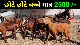 छोटे छोटे बच्चे मात्र 2500/- cheapest Goat kids || Harish yadav