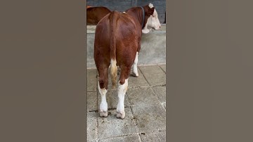 pedet simental super kandang mas yohandi kediri 081336895367