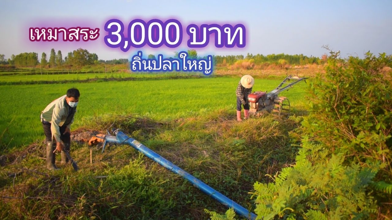 เหมาสระ 3,000 บาท เเพงสุดเท่าที่เคยเหมามา เเบบนี้จะคุ้มมั้ย (เหมาสระ ปี 1)/ บ้านนอก EP.274