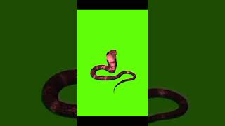 Green Screen King Cobra Green Screen Animated King Cobra