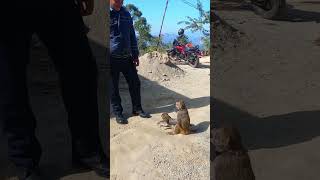 Mother Monkey Protecting Baby from a Guy