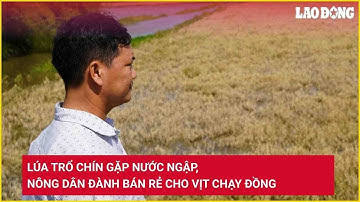 Lúa trổ chín gặp nước ngập, nông dân đành bán rẻ cho vịt chạy đồng | Báo Lao Động