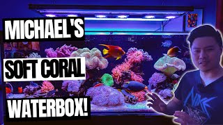 Michael's Insane Soft Coral Reef Tank screenshot 1