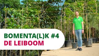 Bomentalk De Leiboom