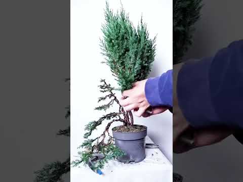 Video: Apakah pohon cedar tumbuh di Alberta?