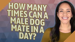 How many times can a male dog mate in a day?