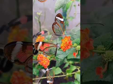 Amazing transparent butterfly. Восхитительные прозрачные бабочки. 👀😁💥😍🦋 #wildnaturetv250 #butterfly