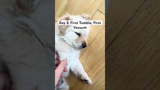 Teddy’s Day 3: First Tumble, First Vacuum &amp; Cutest Sleep Ever 🐶