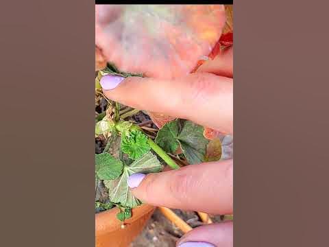 Пеларгония зимой. Как сохранить? #пеларгония - YouTube