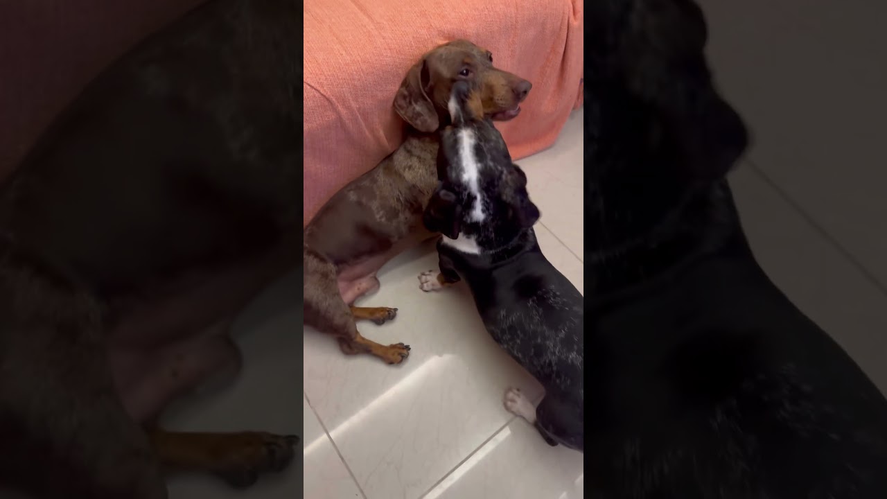 Go Away, My Brother🤣🤪