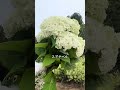 植えなきゃ損