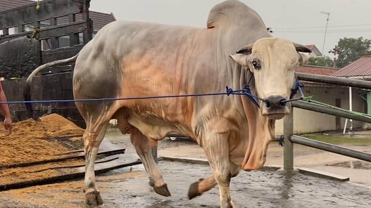 KEDATANGAN SAPI-SAPI MONSTER DARI TANAH SEBRANG AMUNISI KONTES - YouTube