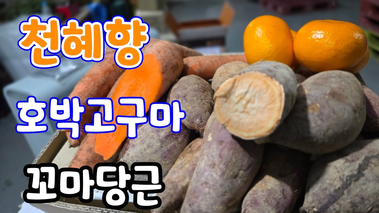 솔바위농원 라이브 스트리밍 중