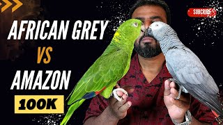 African Grey Vs Amazon Parrot | Best Talking Parrot? | Best Parrot for Beginners? | #ShaikhTanveer