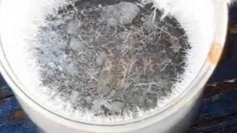 Selenium Dioxide From Elemental Selenium Without Combustion #selenium #chemistry