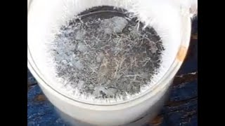 Selenium Dioxide From Elemental Selenium Without Combustion #selenium #chemistry