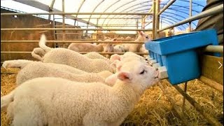 Amazing Modern Automatic Sheep Farming Technology - Fastest Shearing, Cleaning and Milking Machines