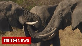 Botswana: Trouble in the Elephant Sanctuary [FULL Documentary]   BBC News