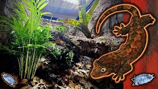 Chahoua Gecko Bioactive Vivarium Tutorial (Step by Step)