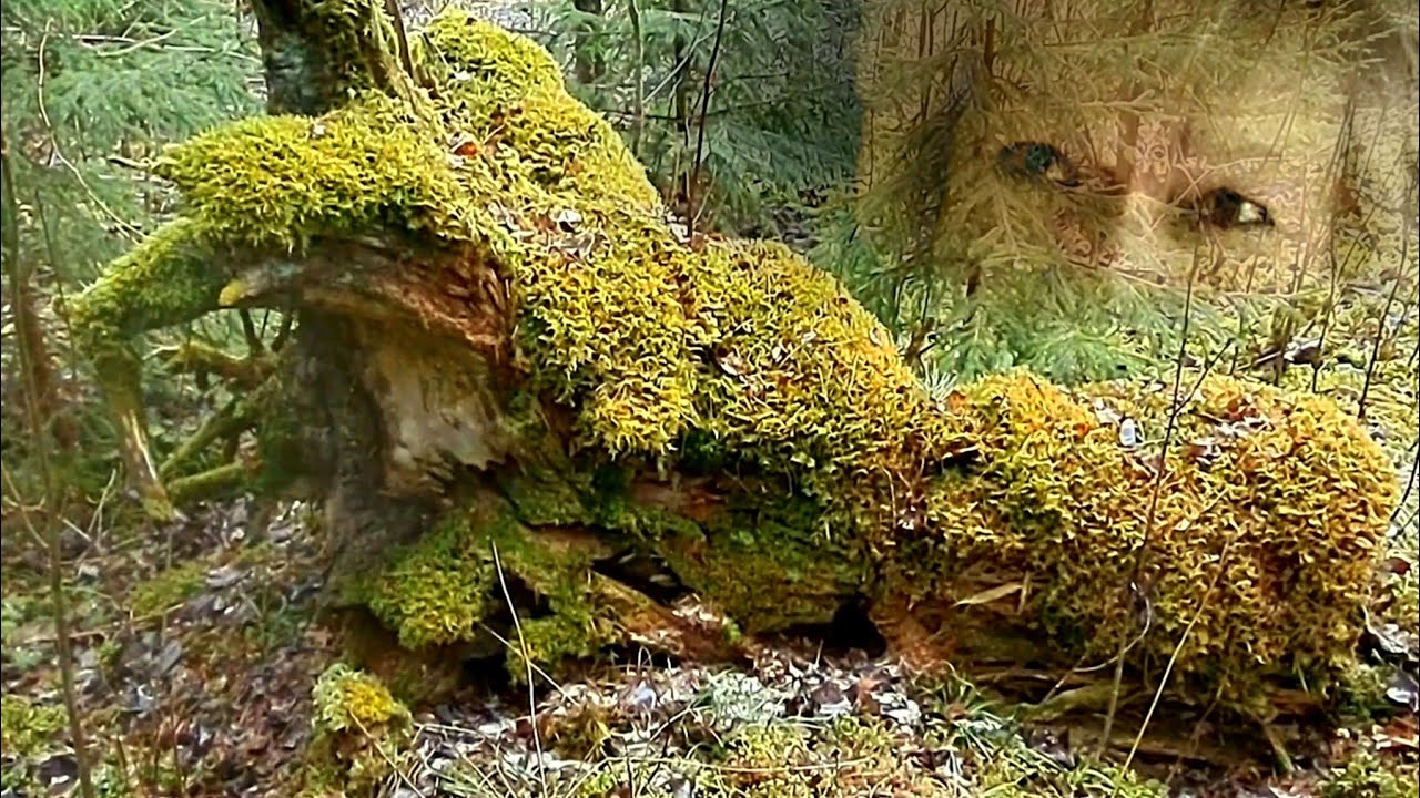 In the early spring forest 🌲❄️😊