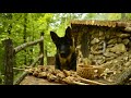 Землянка в лесу | Life in the forest