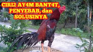 BEGINI CIRI2 AY4M B4NTAT, PENYEBABNYA, DAN JUGA SOLUSINYA