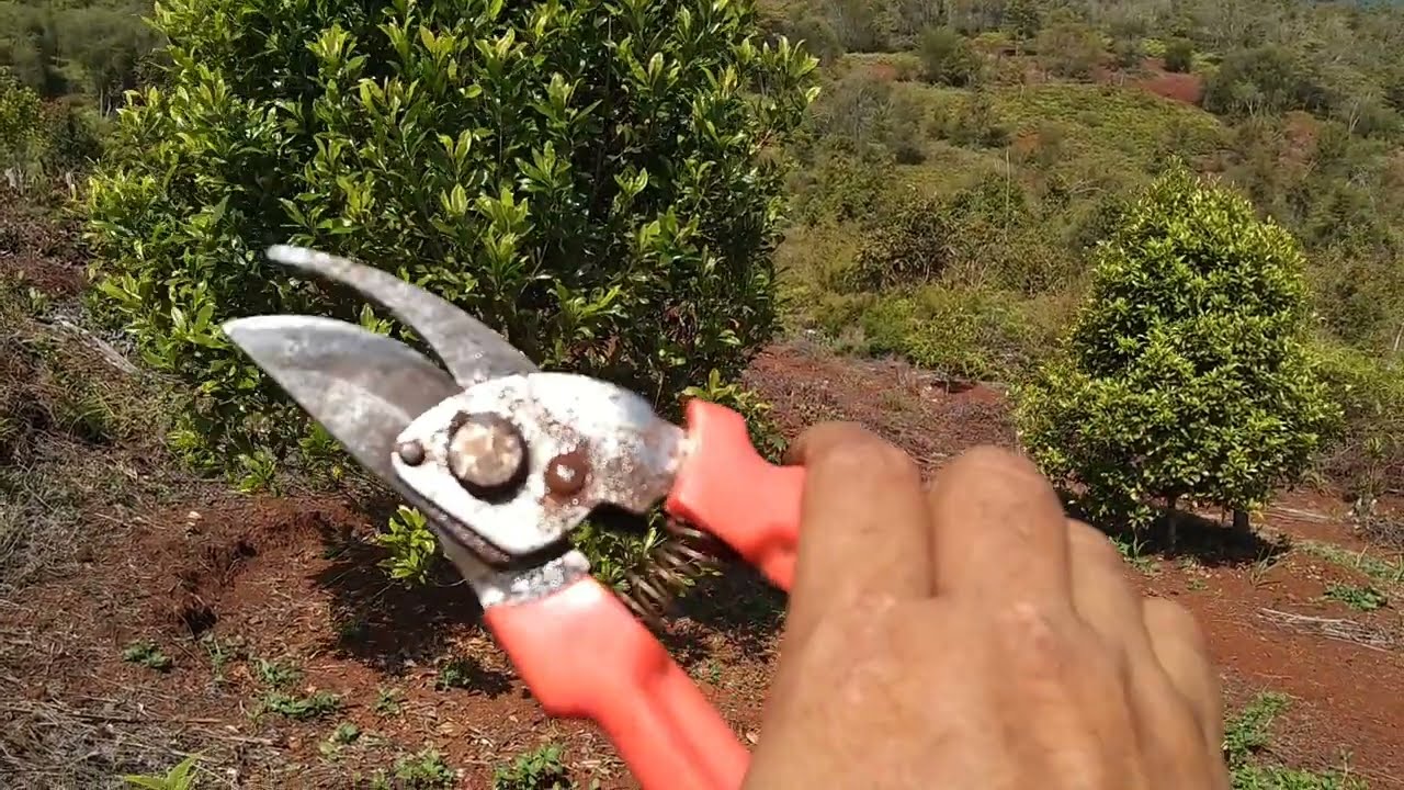 pangkas atau pruning cengkeh agar berbuah lebat