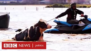 カナダで記録的豪雨　ウシをジェットスキーで救助