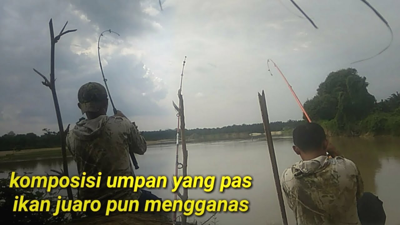 Umpan ikan juaro di sungai paling jitu || vlog #3 