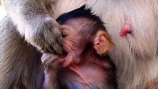 Celebrity Not Hungry ! Angry Mom ! Adorable baby monkey angry mom bite hand mom. Net Worth