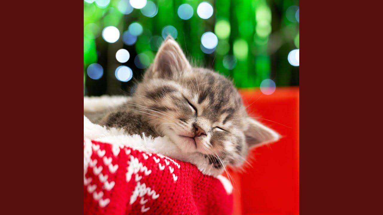 Echoes From Soft Paws