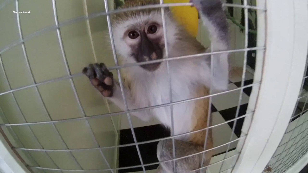 Душанбе зоопарк