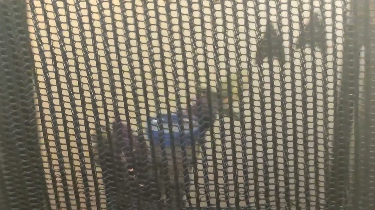 Hyles lineata lineata