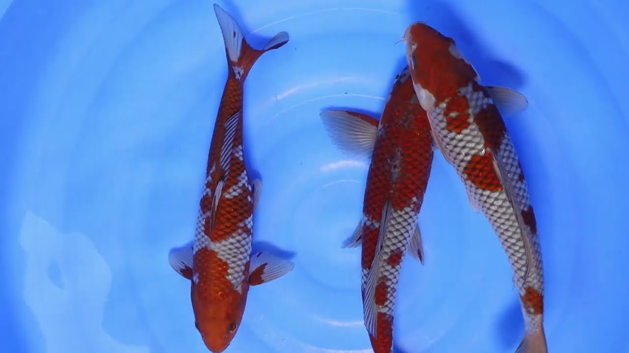 Samudra Koifarm - Ochiba Shigure - 33-40cm - Bowl 03