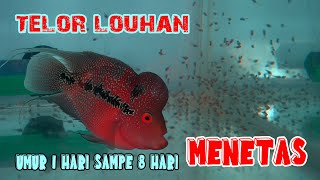 Telor Louhan menetas | Burayak Louhan