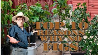 Top 10  reasons why no figs on your fig tree